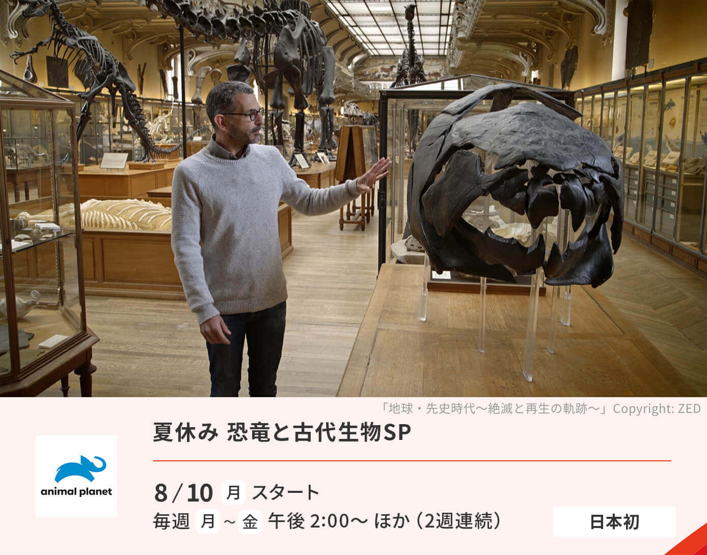 夏休み 恐竜と古代生物SP