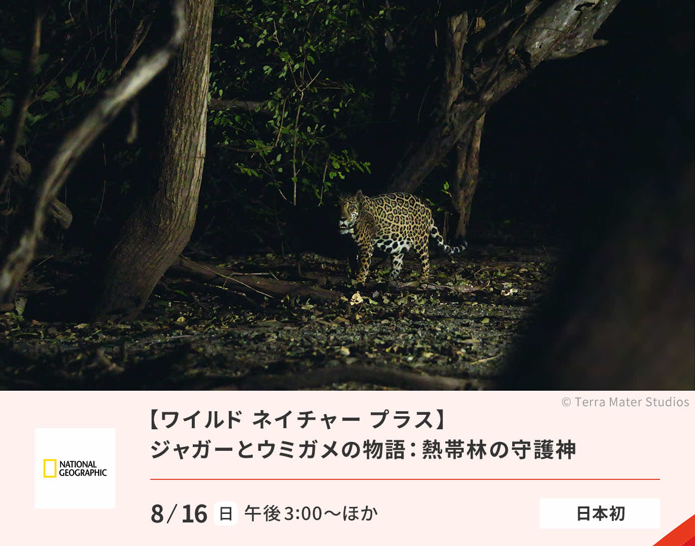 ジャガーとウミガメの物語：熱帯林の守護神