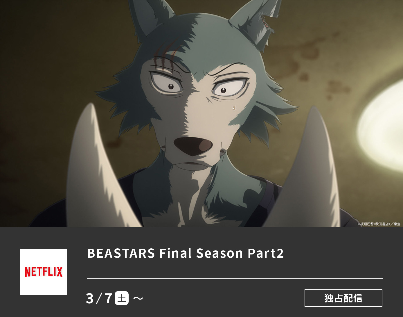 BEASTARS FINAL SEASON Part2